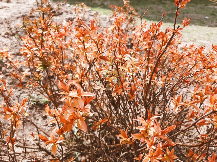 spring flowers