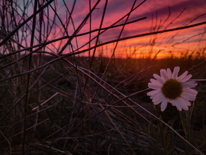 Sunset with flower
