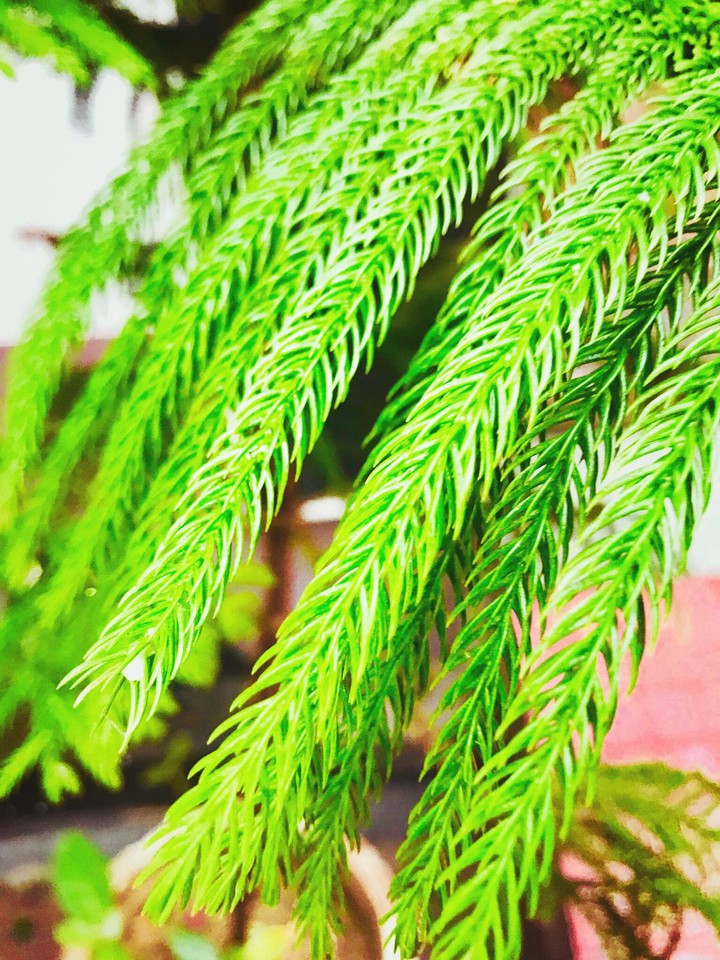 leaves