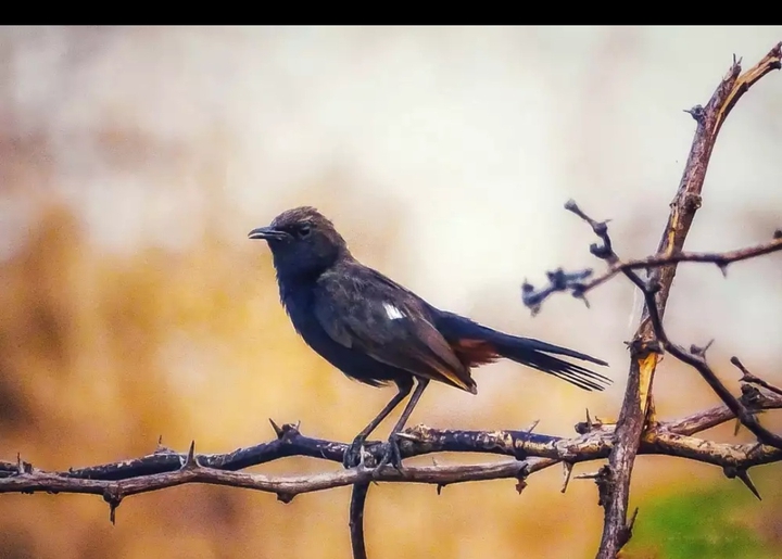 robin