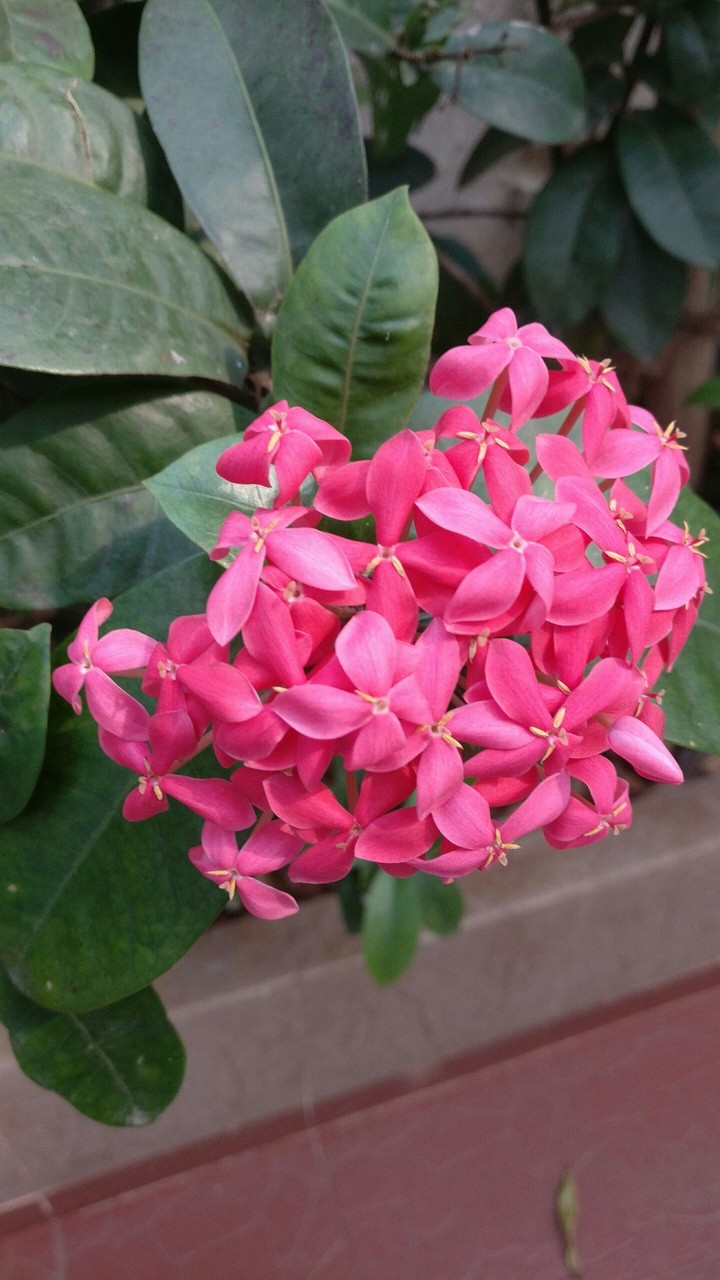 flower