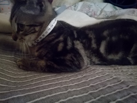 mammal, kitten वॉलपेपर