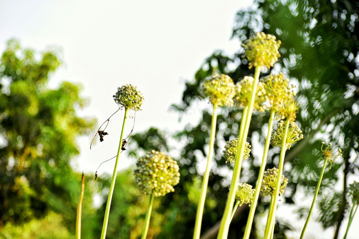 fresh nature