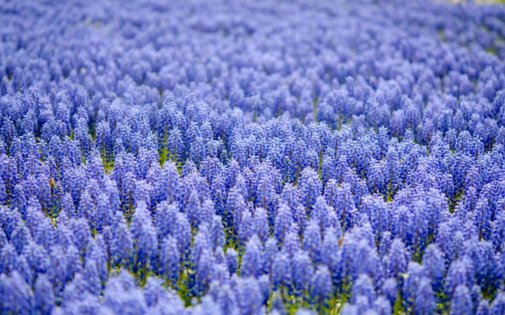 Blue Field