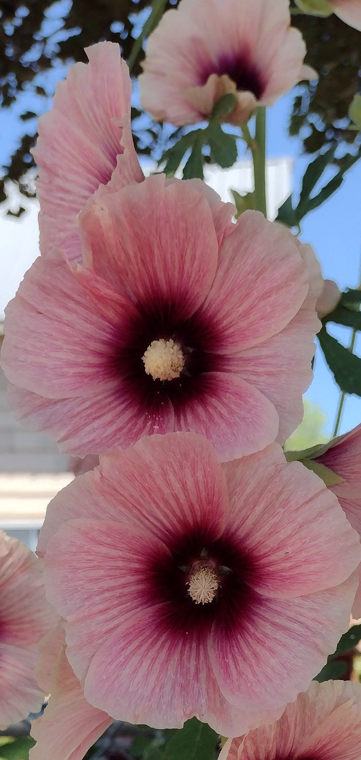 Hollyhock Heaven
