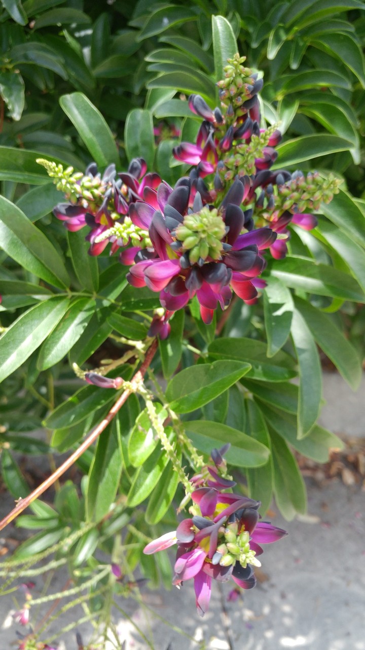 flora