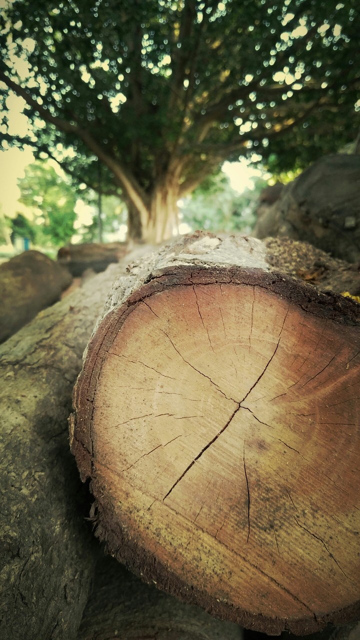Nature wallpaper