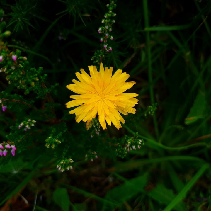 flower