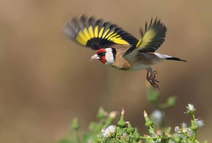 Carduelis