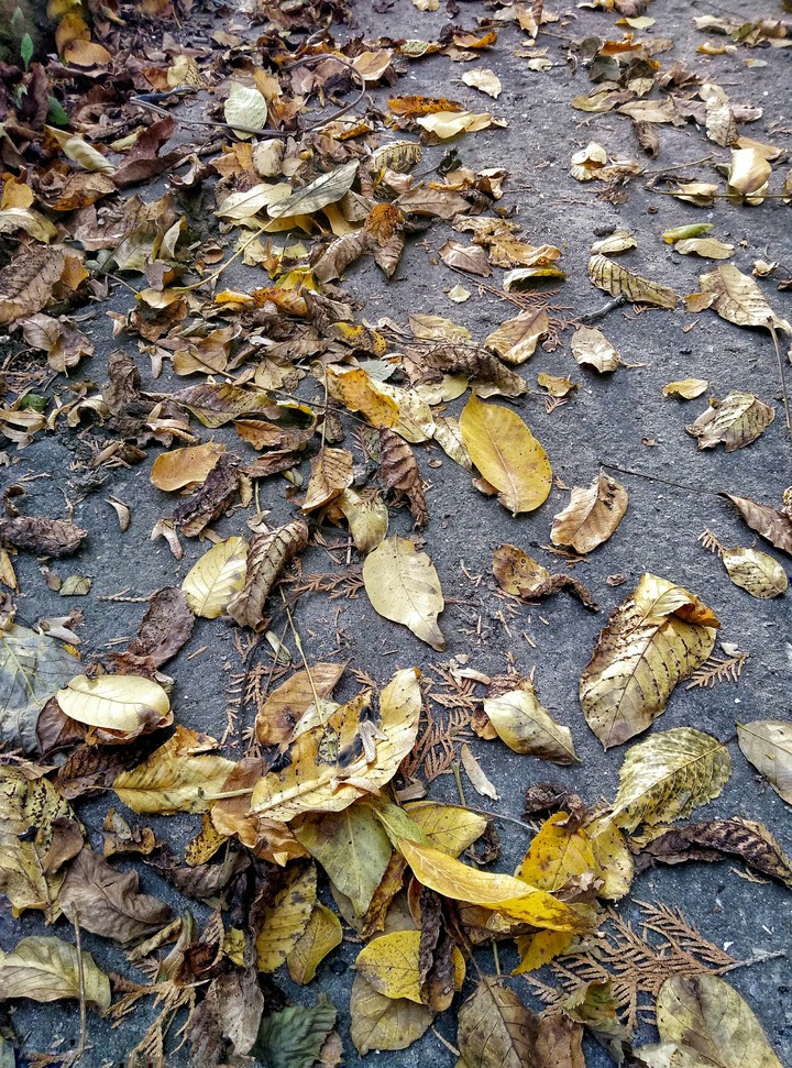 Leaf