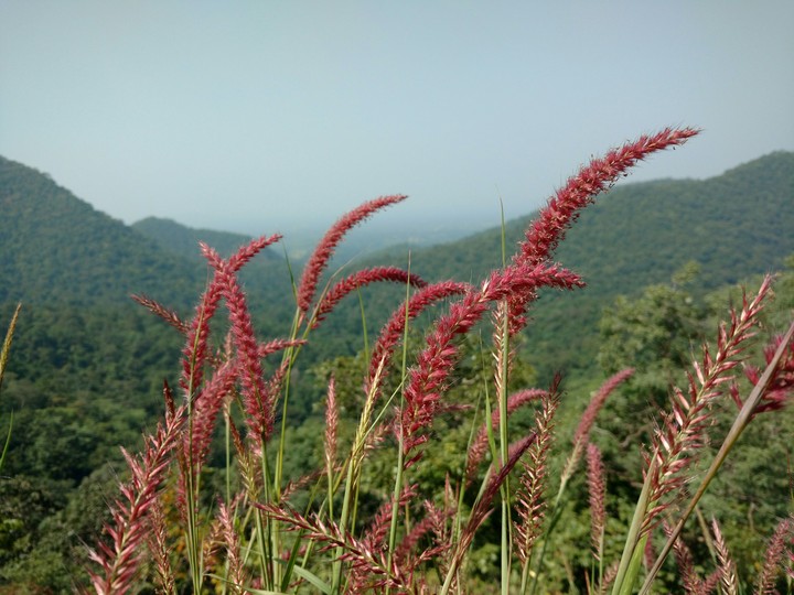 red