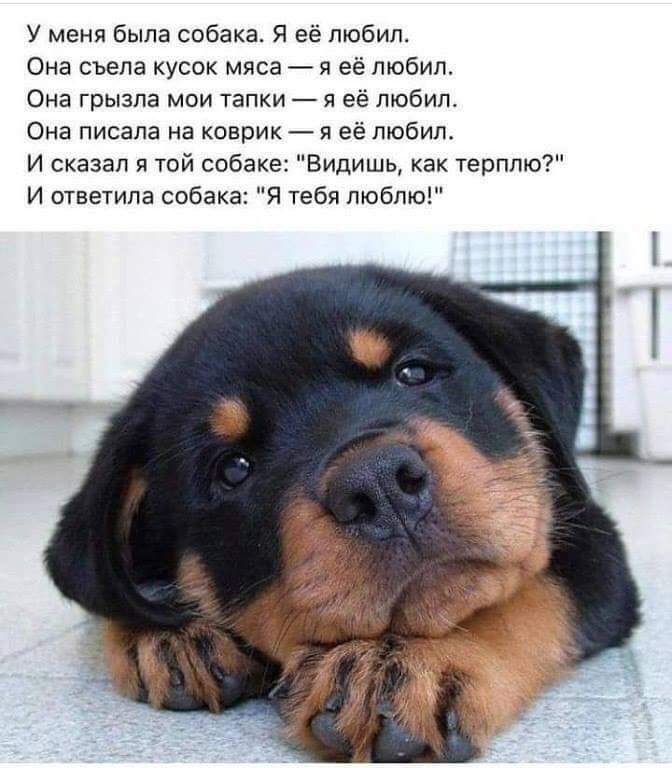 кутька
