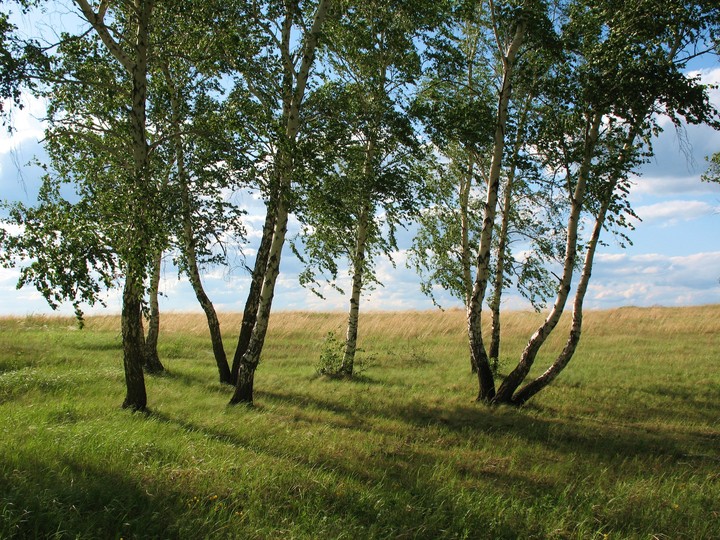 tree