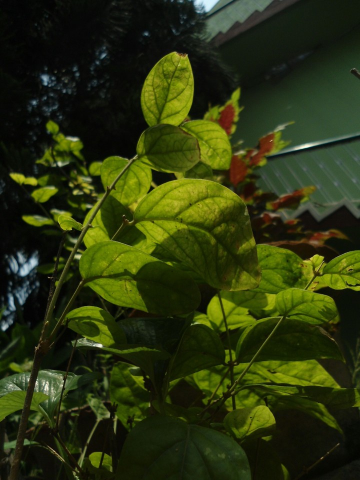 Nature
