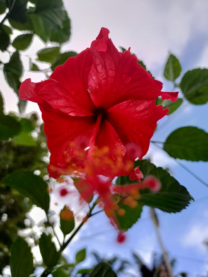 Red Blood flower