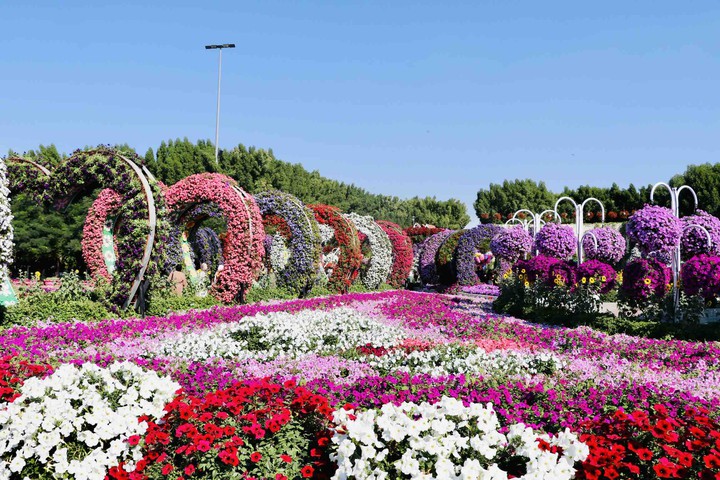 Miracle Garden, Dubai ❤️