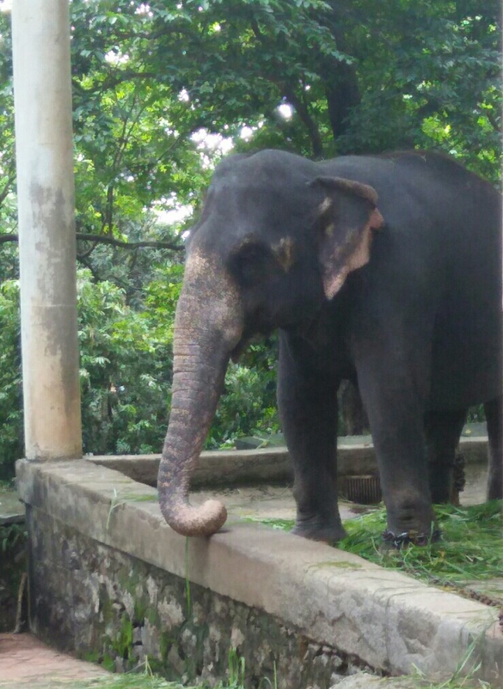 elephant