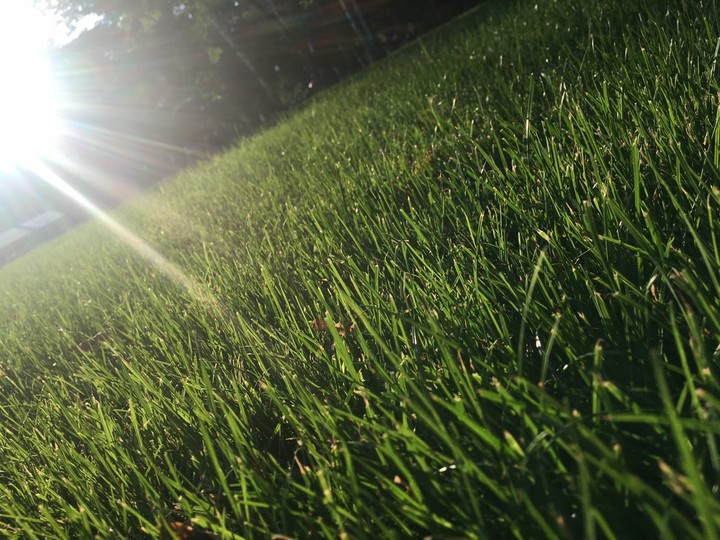 grass