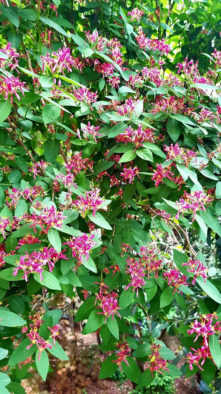My garden is starting to bloom
