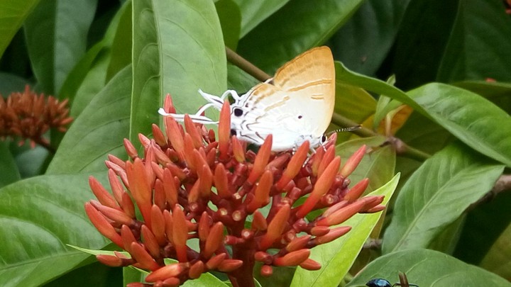 butterfly