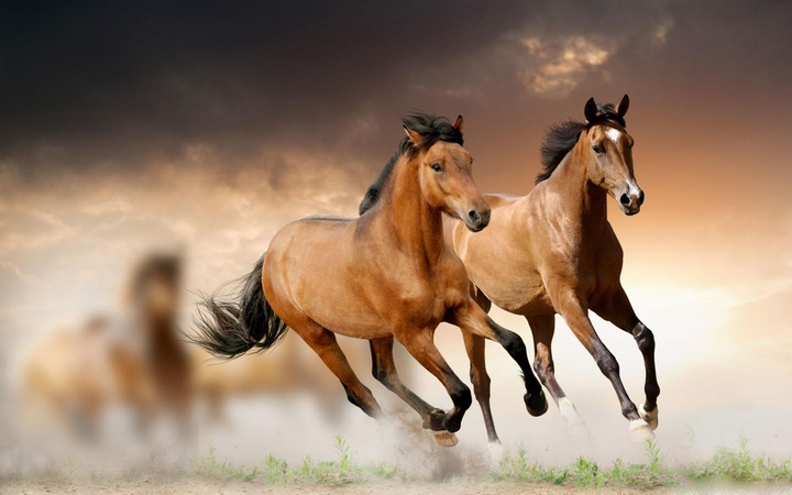 Horses