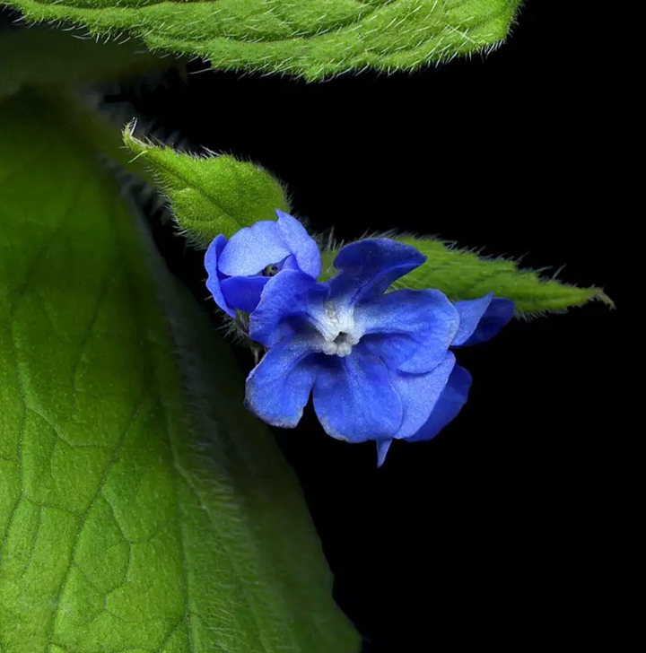Modest flower