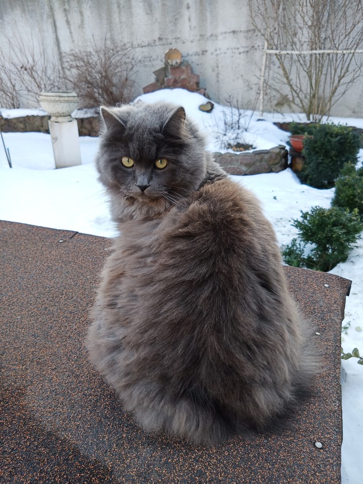 cat