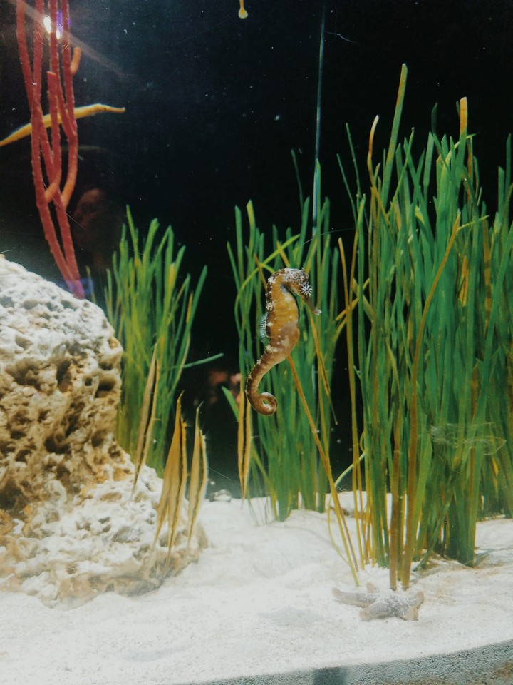 Seahorse