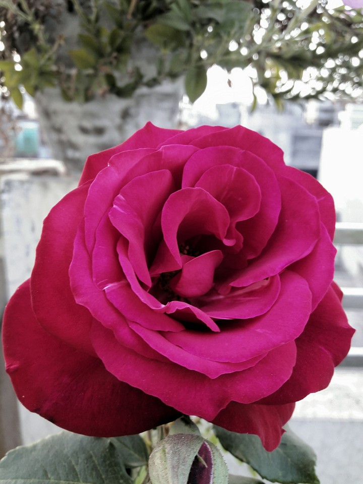 red wine rose