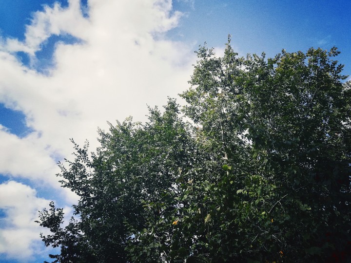 tree on sky