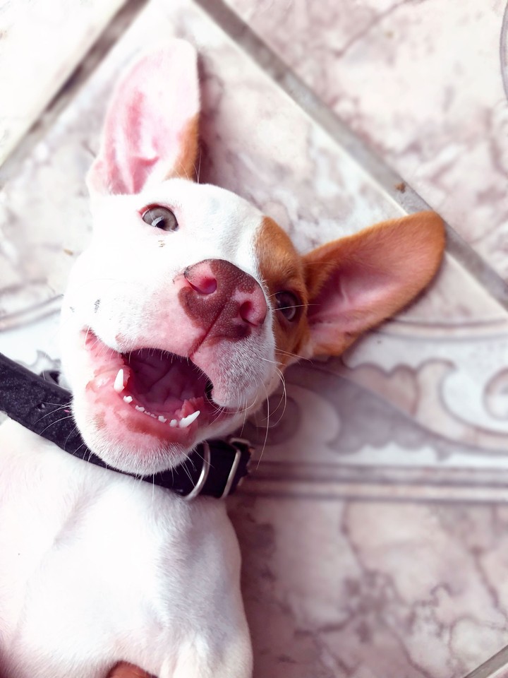 cachorra linda
