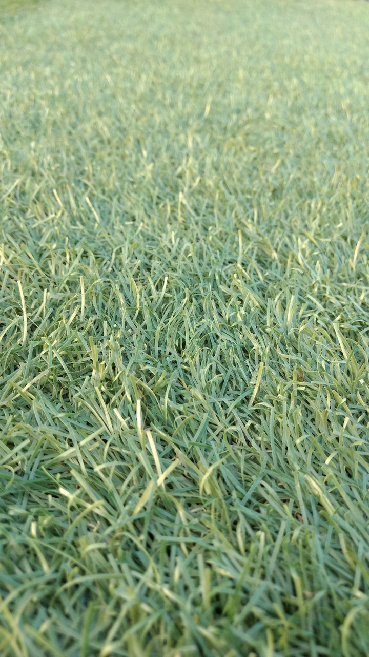 Green grass