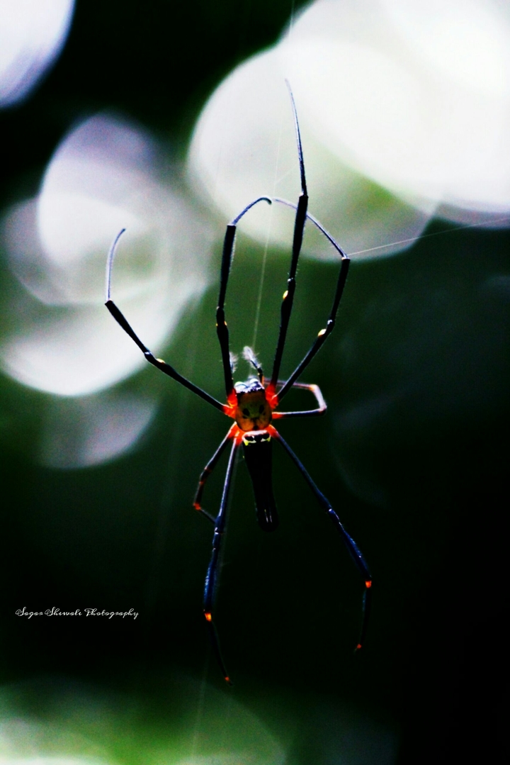 spider