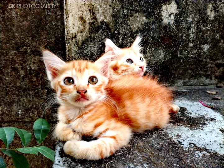 cat