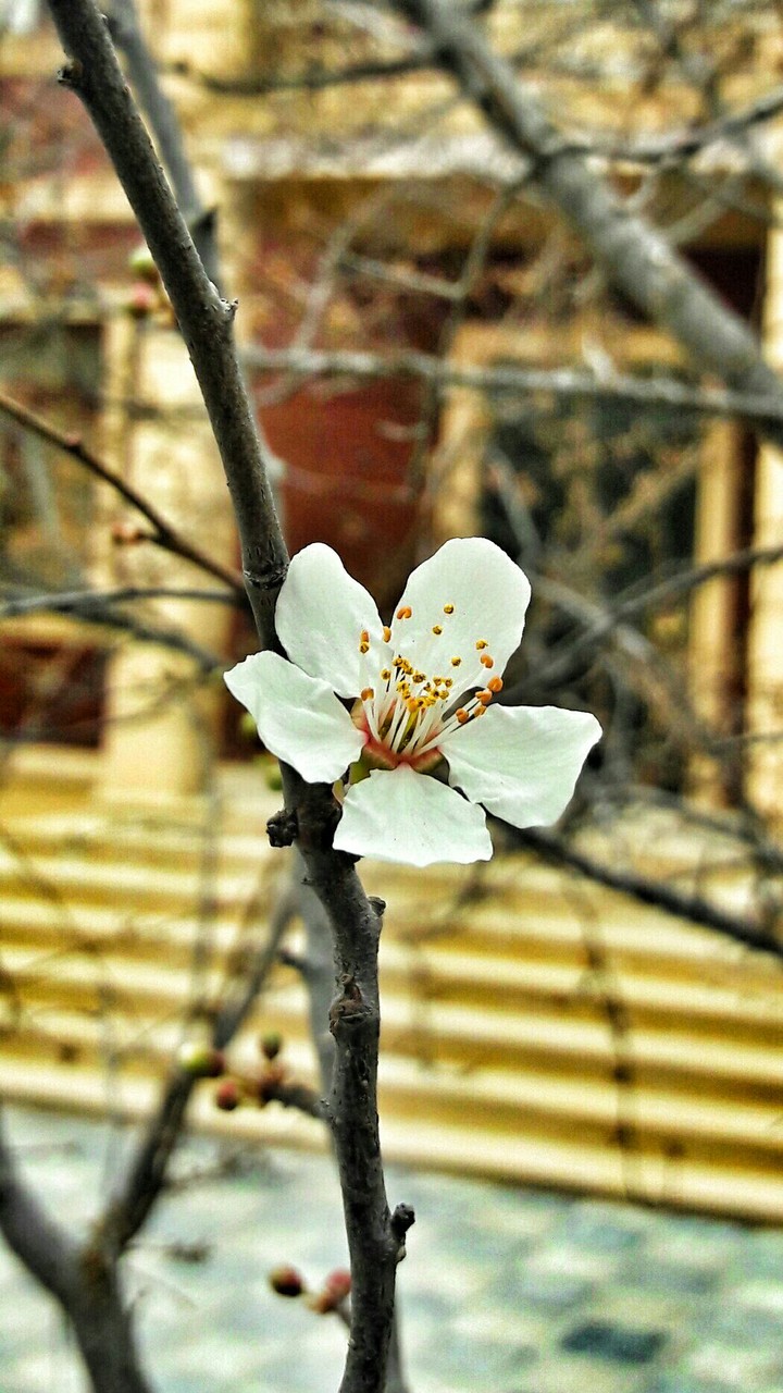 flower