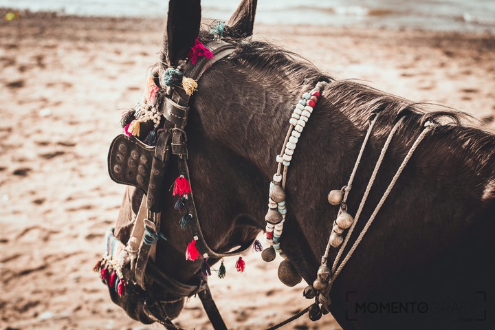 horse