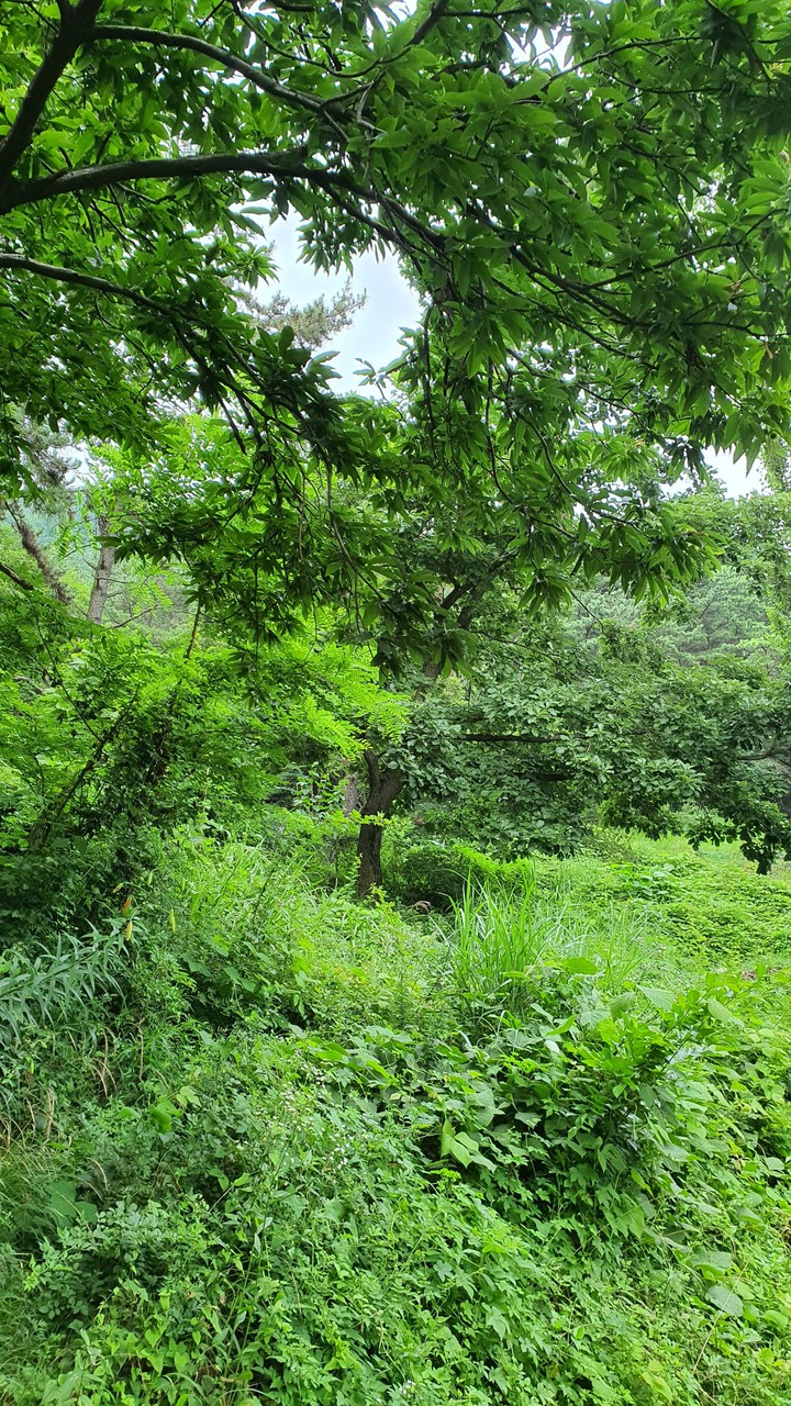 늘푸른(evergreen)