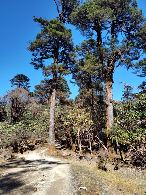 шпалери trunk, evergreen