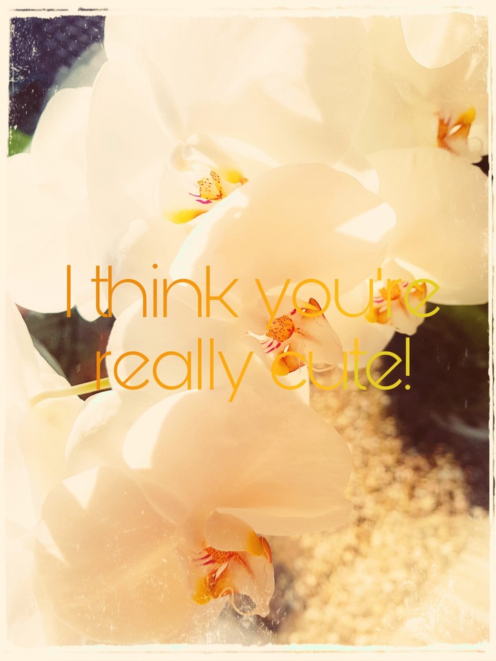 Orchidee