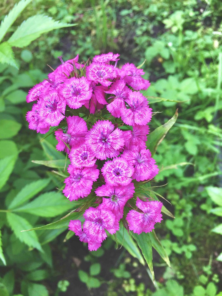 flowers