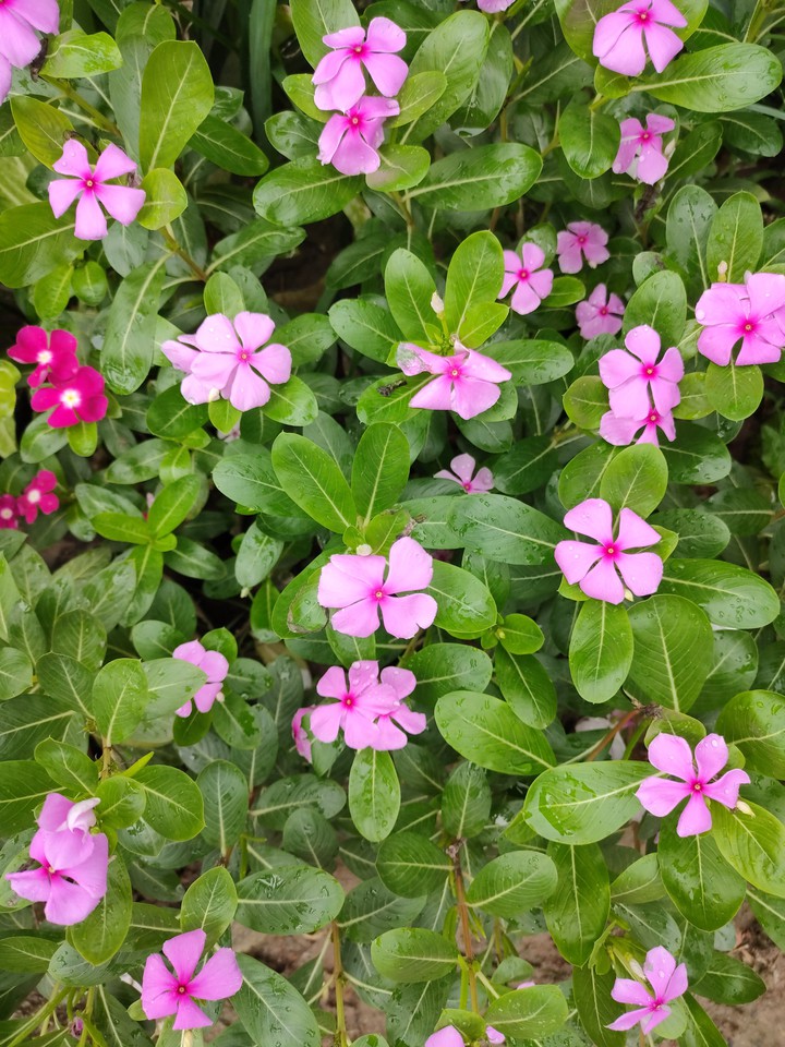 flower