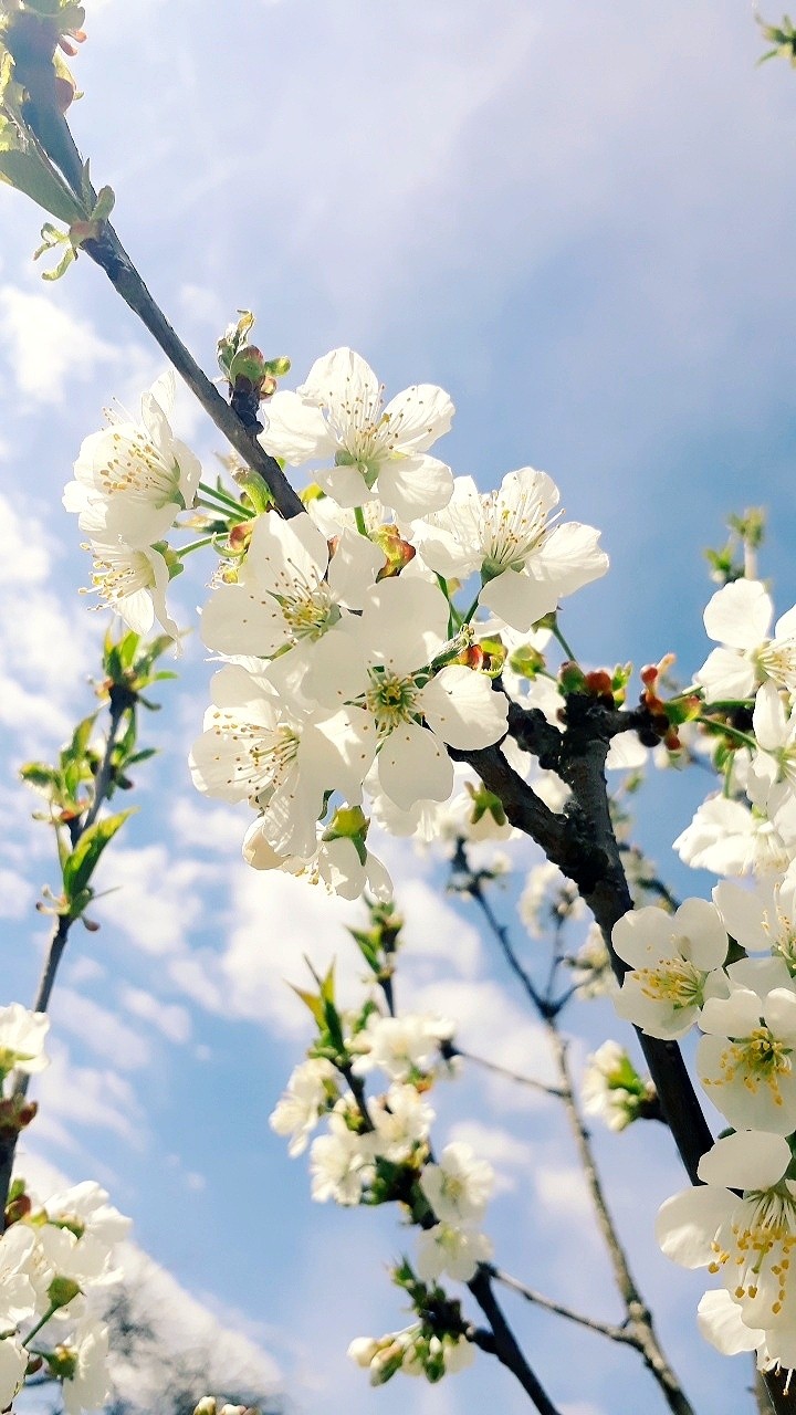 Spring