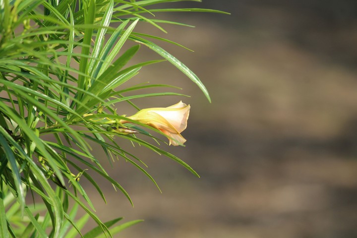 yellow flower blossom nature