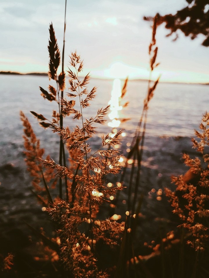 reed