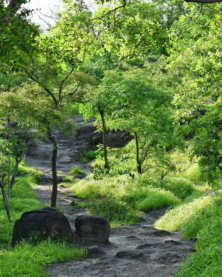 wild trail