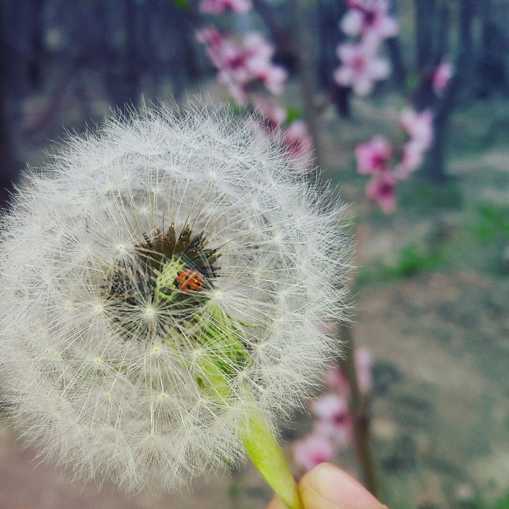 dandelion