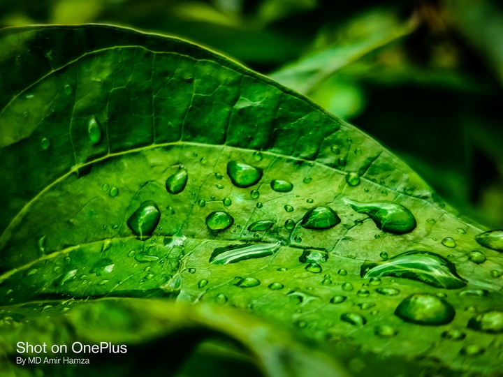 raindrop