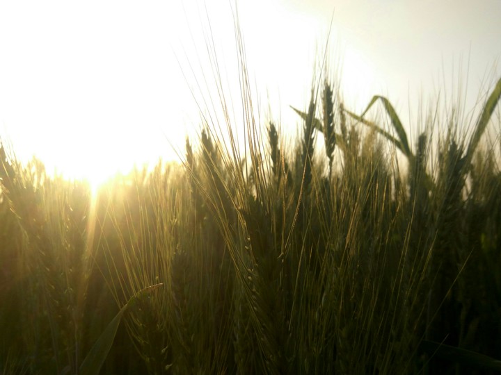 It's a wheat