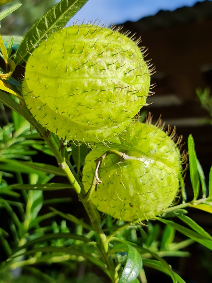plant