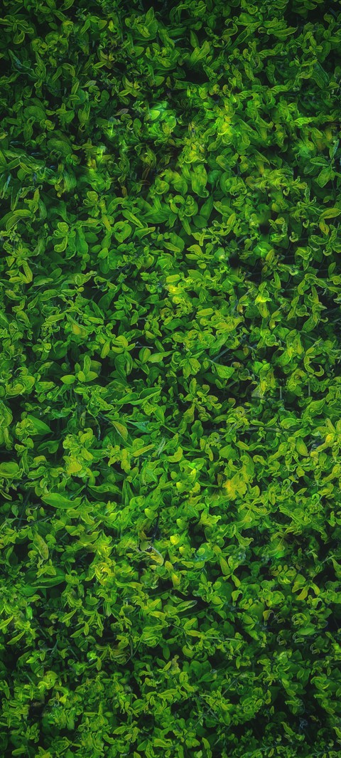 Rich Green